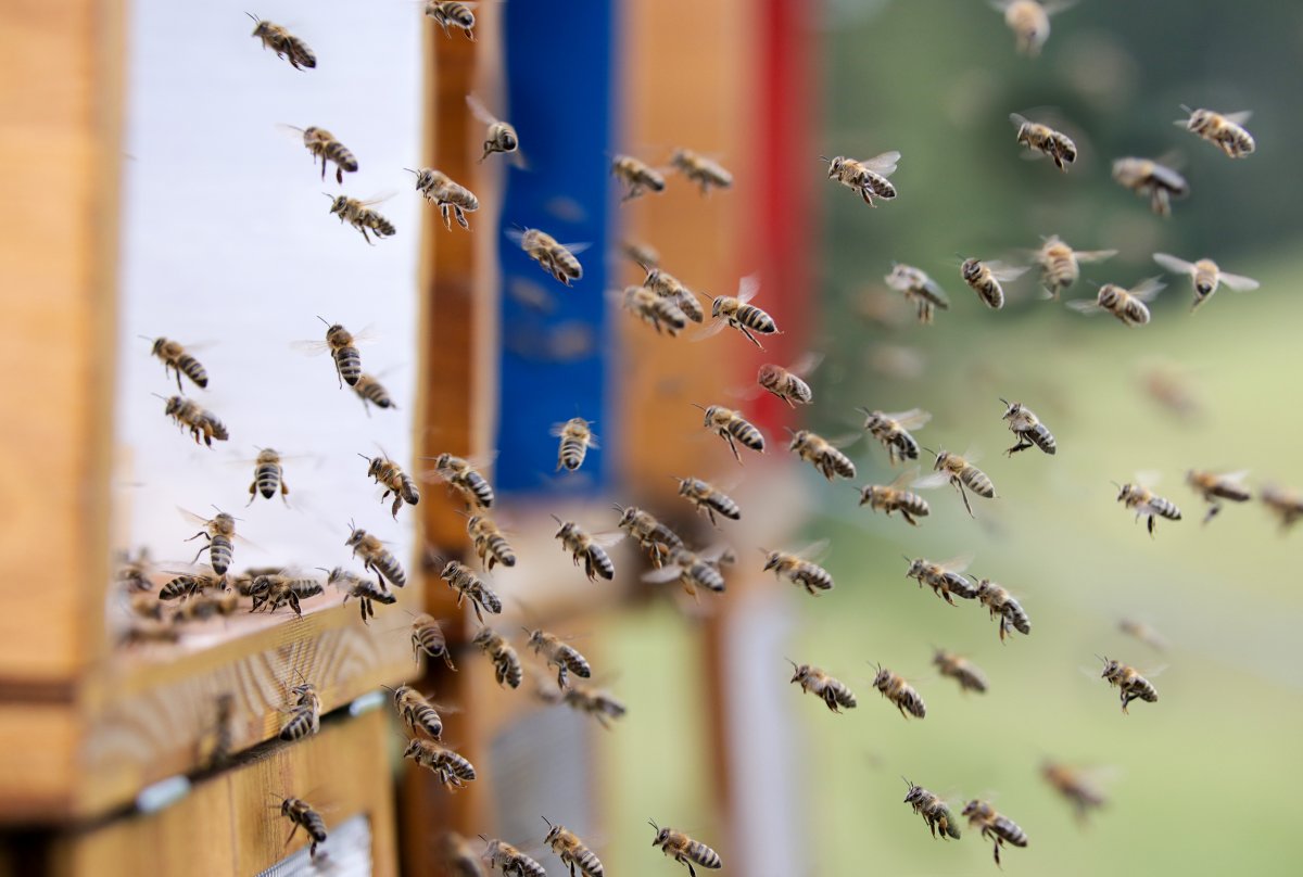 Contact hydromel suisse